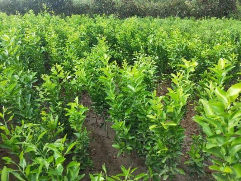 新品种果树苗特早熟橘子嫁接苗日南一号蜜桔树苗盆地栽当年结