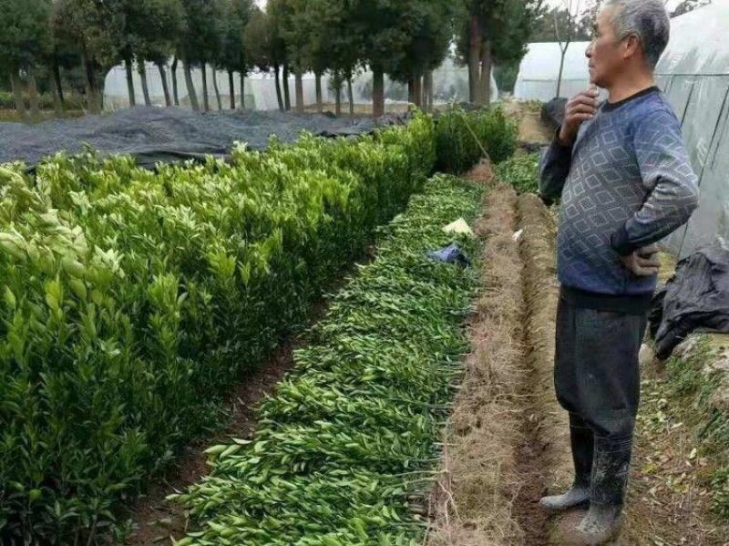 新品种果树苗特早熟橘子嫁接苗日南一号蜜桔树苗盆地栽当年结