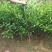 新品种果树苗特早熟橘子嫁接苗日南一号蜜桔树苗盆地栽当年结