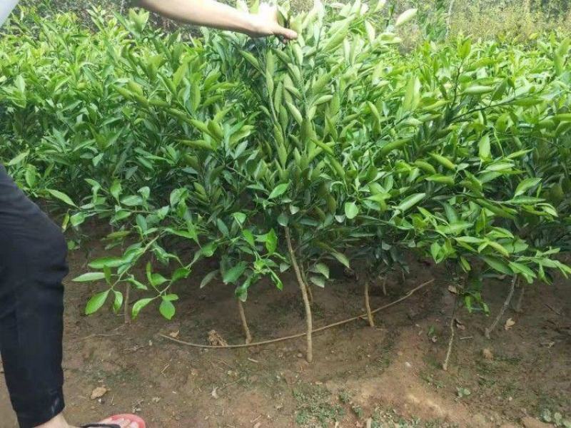 新品种果树苗特早熟橘子嫁接苗日南一号蜜桔树苗盆地栽当年结