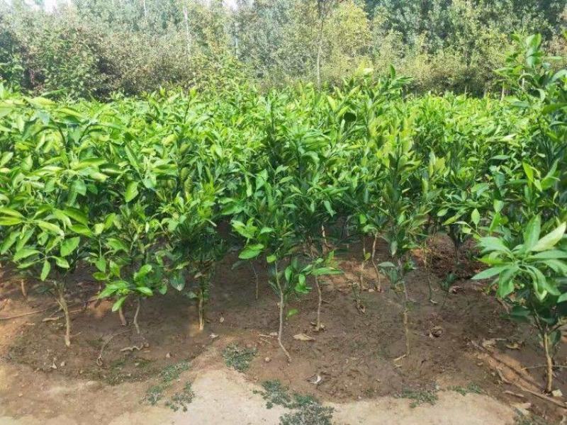 新品种果树苗特早熟橘子嫁接苗日南一号蜜桔树苗盆地栽当年结