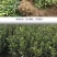 新品种果树苗特早熟橘子嫁接苗日南一号蜜桔树苗盆地栽当年结