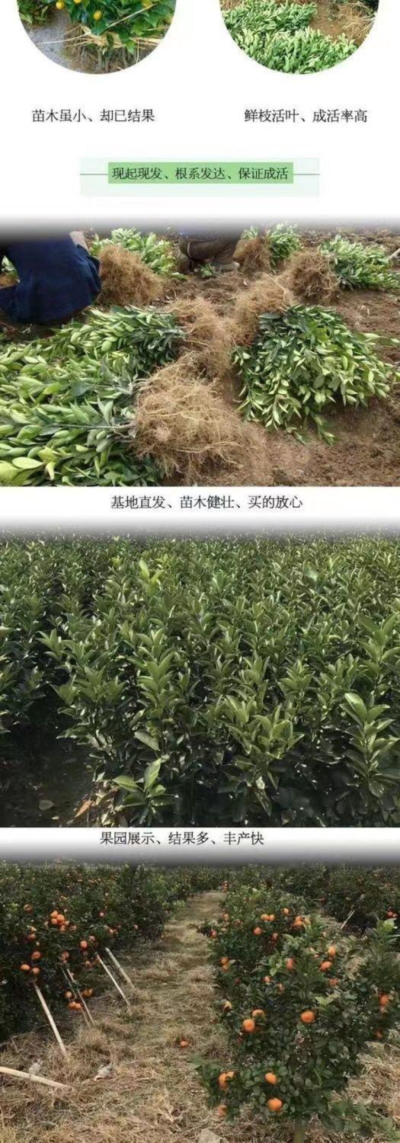 新品种果树苗特早熟橘子嫁接苗日南一号蜜桔树苗盆地栽当年结