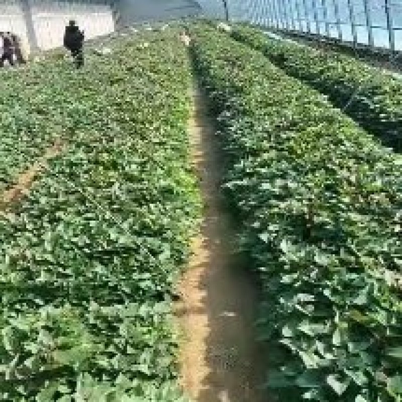 河南红薯苗/西瓜红红薯/基地直发/免费技术指导