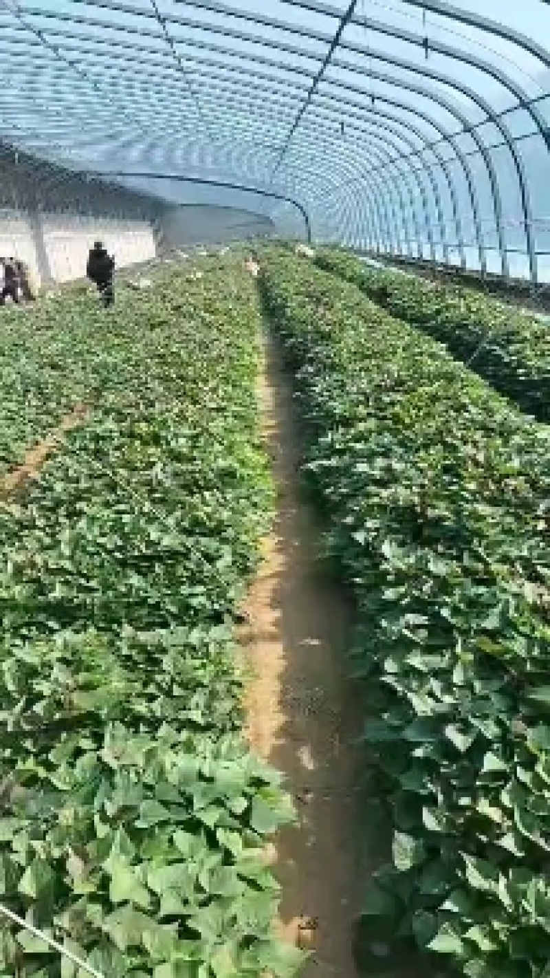西瓜红红薯苗大量上市品种齐全成活率高免费技术指导