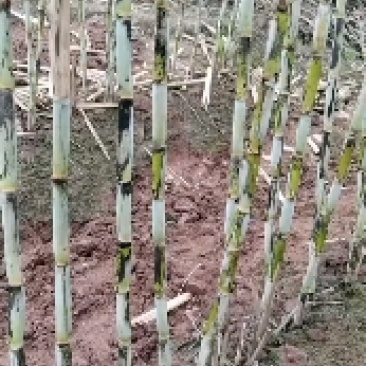 本地甘蔗大量出货