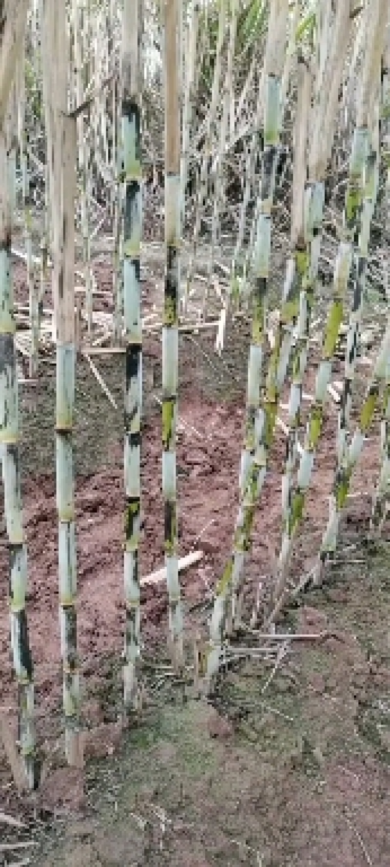本地甘蔗大量出货