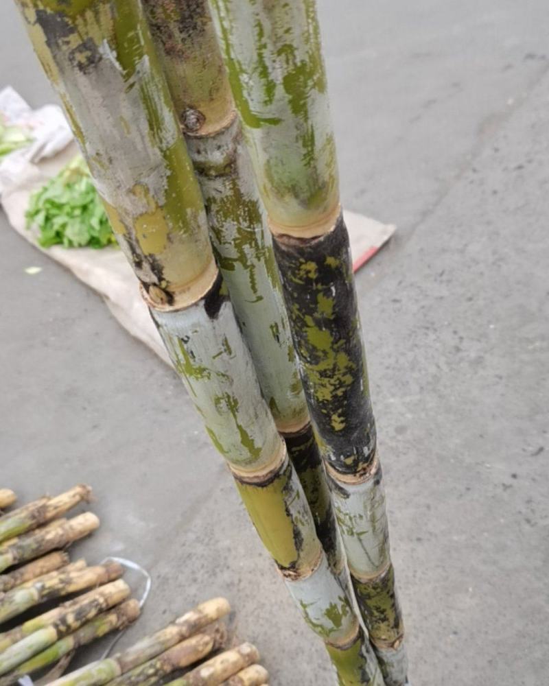 本地甘蔗大量出货