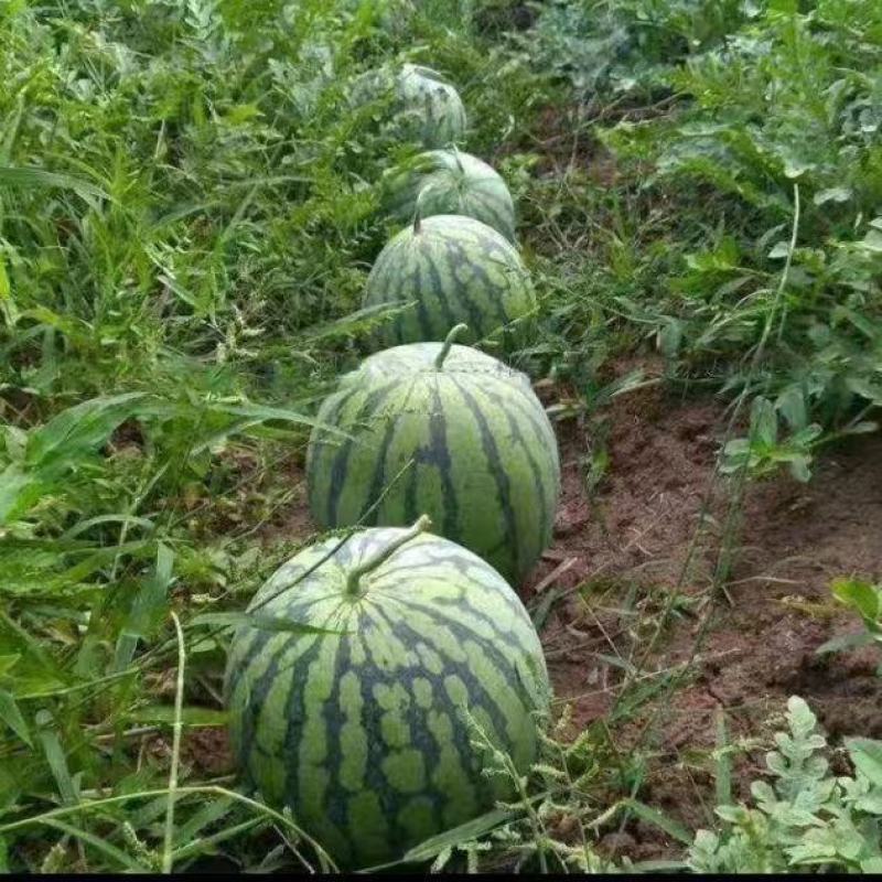 【实力】麒麟西瓜河南西瓜产地西瓜电商市场商超外贸