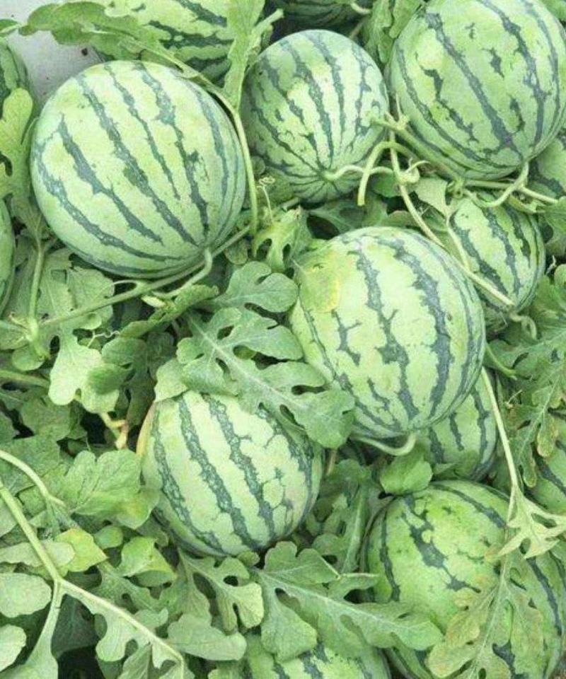 嫁接甜瓜苗嫁接西瓜苗羊角蜜苗绿宝苗日本甜宝苗