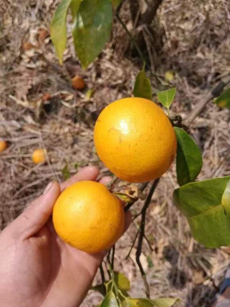榨果汁货