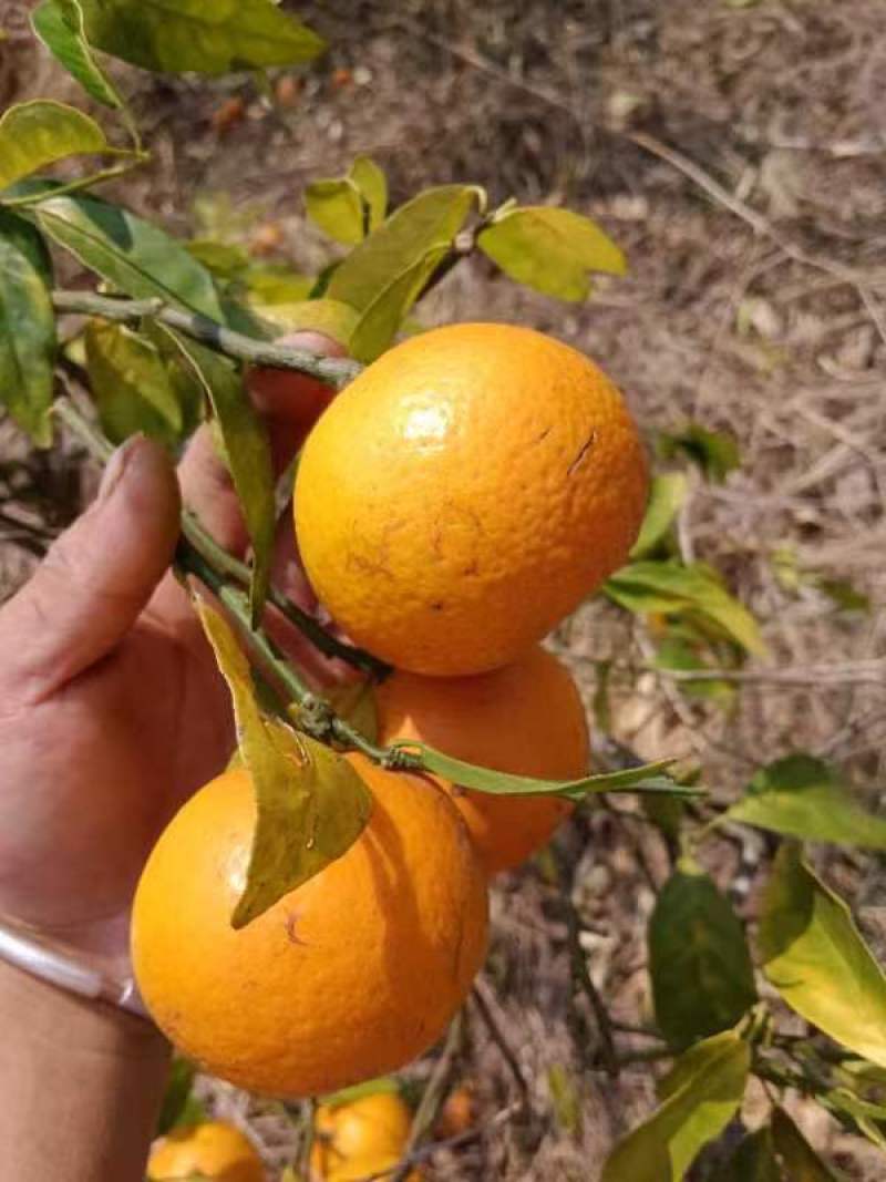 榨果汁货