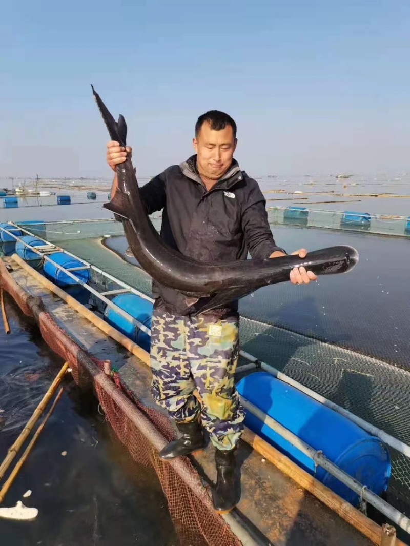 鸭嘴鱼批发零售…规格不一，看货论价，质量保证，渔场直发…