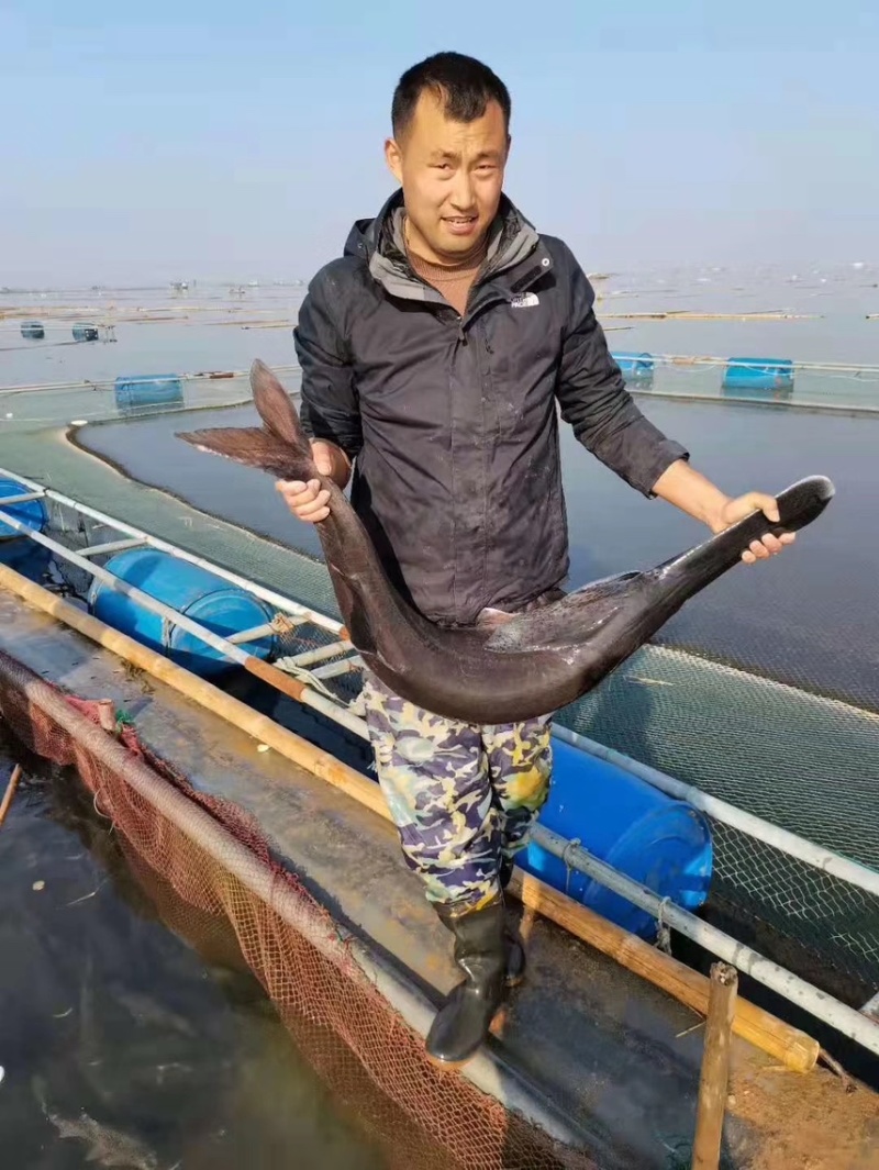 鸭嘴鱼批发零售…规格不一，看货论价，质量保证，渔场直发…