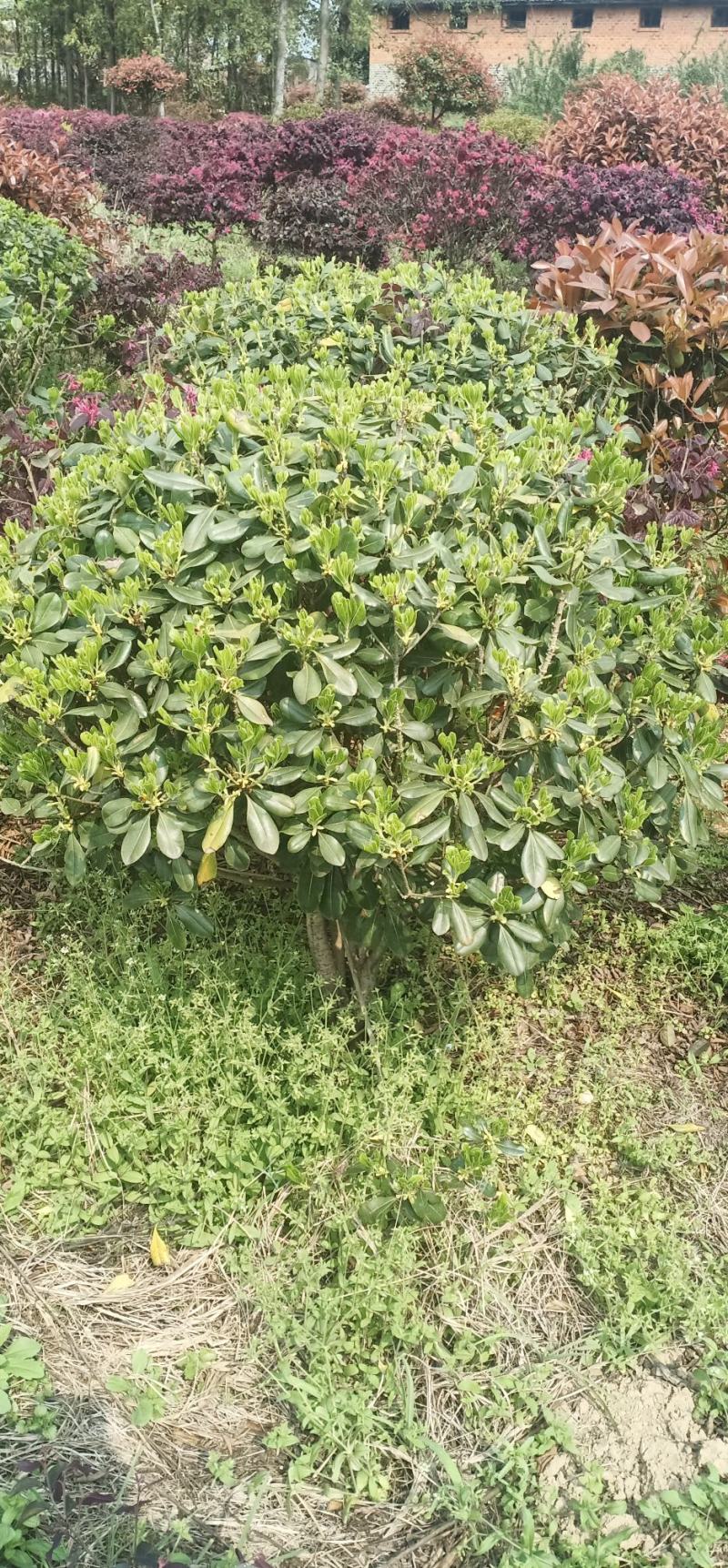 海桐球高度50-100厘米，冠幅50-80，叶片青秀