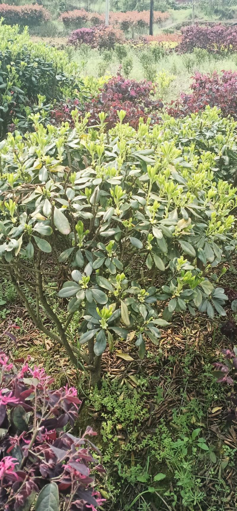 海桐球高度50-100厘米，冠幅50-80，叶片青秀