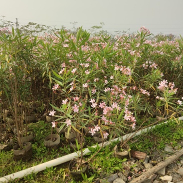 2303基地供应粉花夹竹桃0.3-2米高袋苗公路
