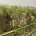 2303基地供应粉花夹竹桃0.3-2米高袋苗公路