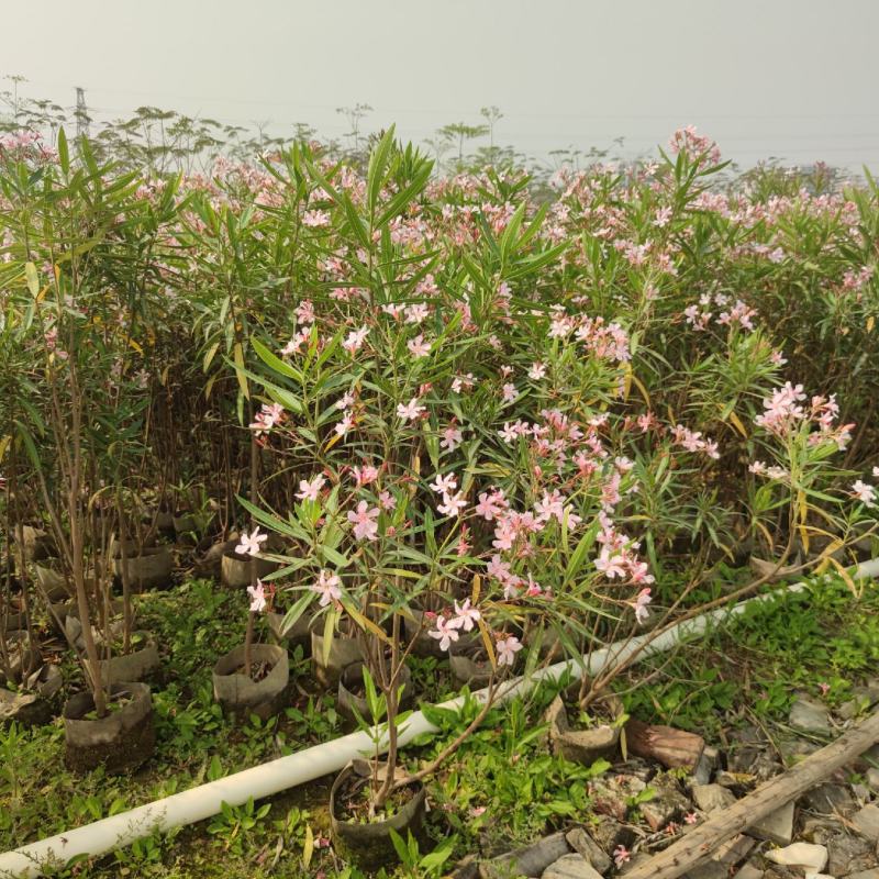 2303基地供应粉花夹竹桃0.3-2米高袋苗公路