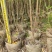 2303基地供应粉花夹竹桃0.3-2米高袋苗公路