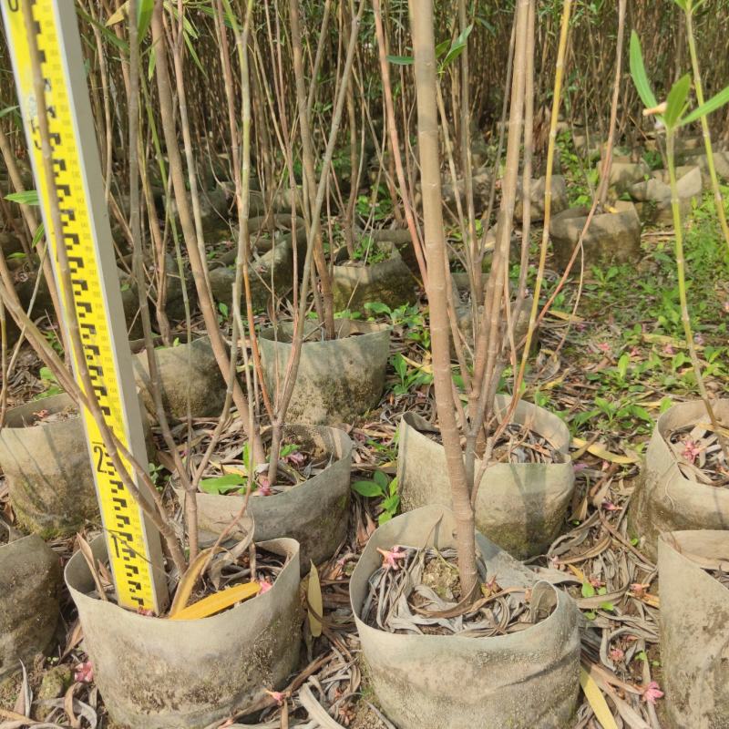 2303基地供应粉花夹竹桃0.3-2米高袋苗公路