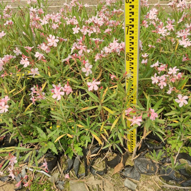 2303基地供应粉花夹竹桃0.3-2米高袋苗公路