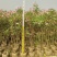 2303基地供应粉花夹竹桃0.3-2米高袋苗公路