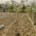 2303基地供应粉花夹竹桃0.3-2米高袋苗公路