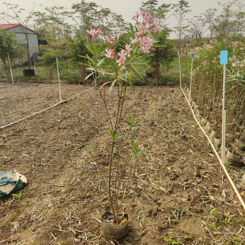 2303基地供应粉花夹竹桃0.3-2米高袋苗公路