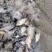 精品草鱼可供钓场大小规格齐全基地直供免费送货上门