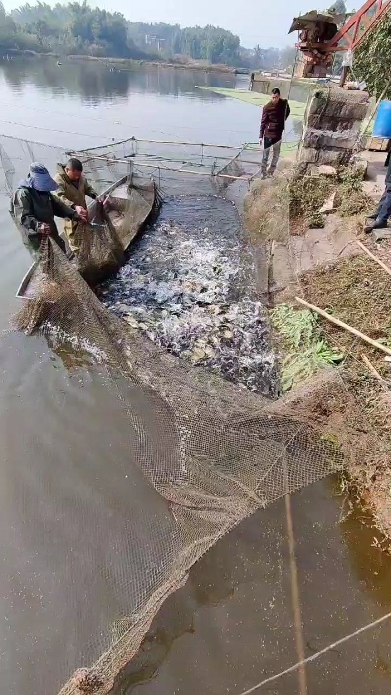 精品草鱼可供钓场大小规格齐全基地直供免费送货上门