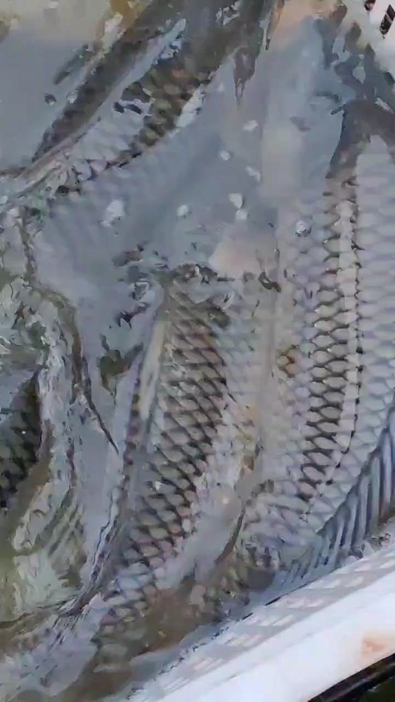 精品草鱼可供钓场大小规格齐全基地直供免费送货上门