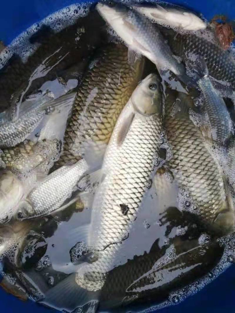 精品草鱼可供钓场大小规格齐全基地直供免费送货上门