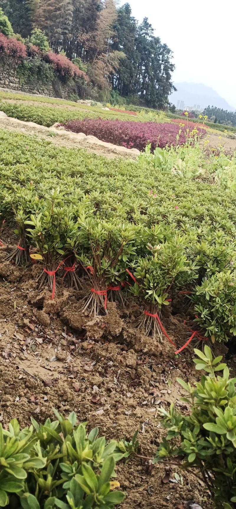 【杜鹃】毛杜娟基地直供一手货源大量供应欢迎咨询