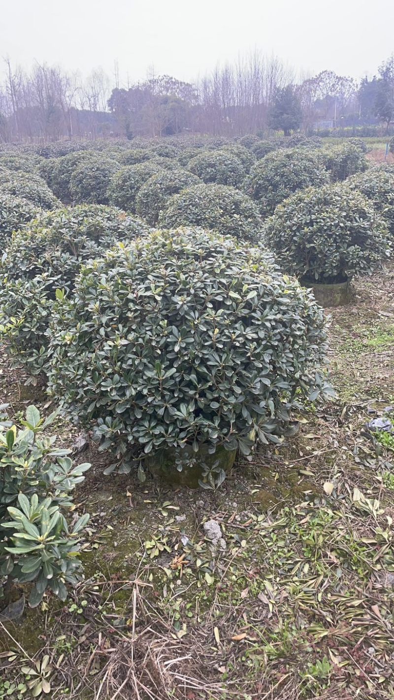海桐球袋苗大量出售，产地直销，可视屏看货，欢迎各地老板来