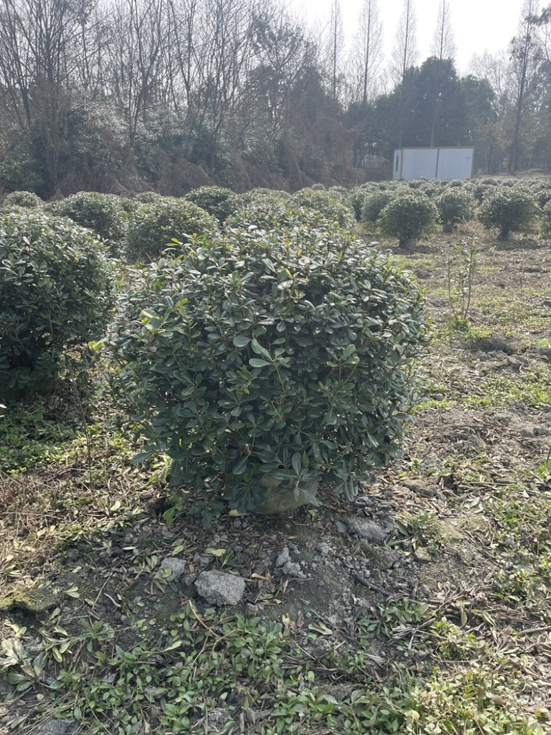 海桐球袋苗大量出售，产地直销，可视屏看货，欢迎各地老板来