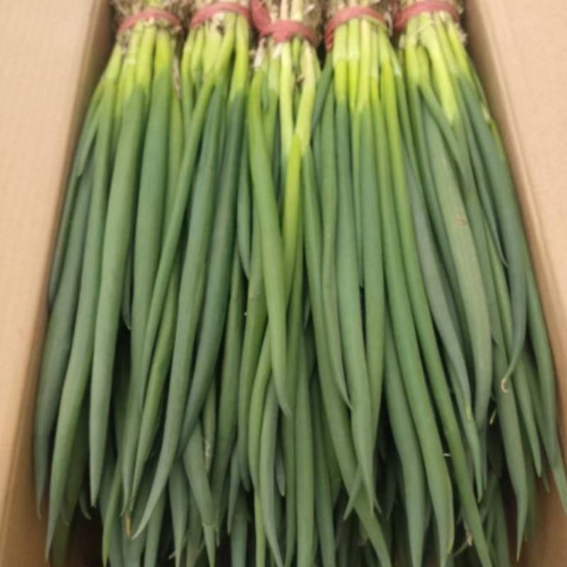 精品小葱大量上市