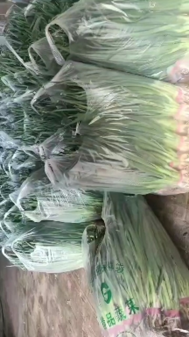 精品小葱大量上市