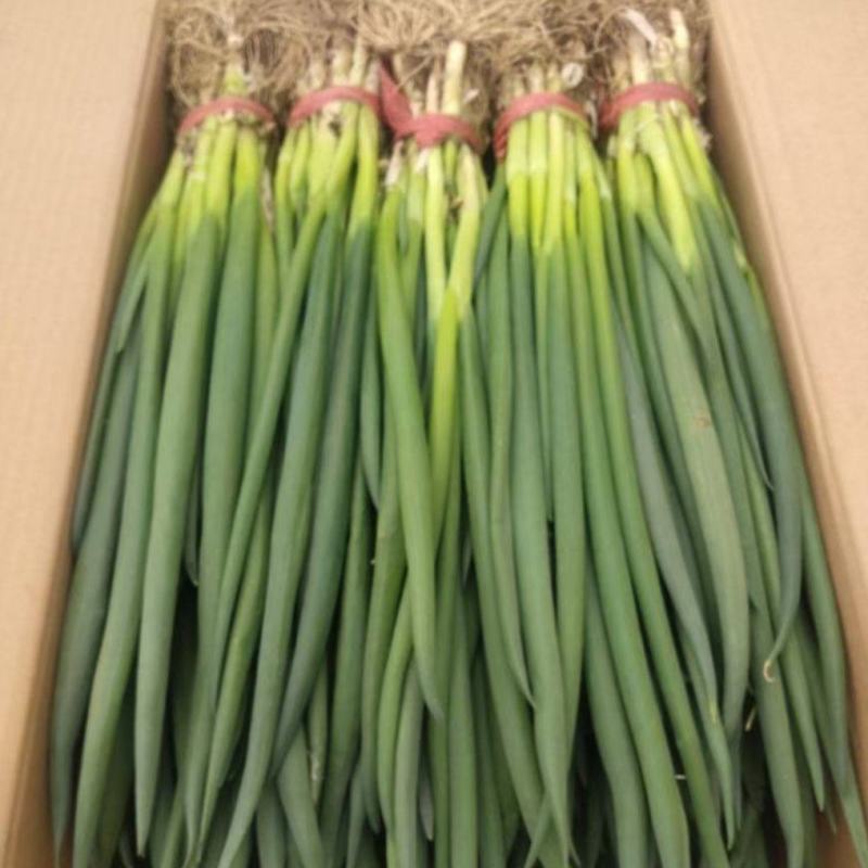 精品小葱大量上市