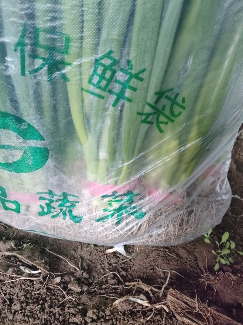 精品小葱大量上市