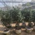 茶花1.5-3米