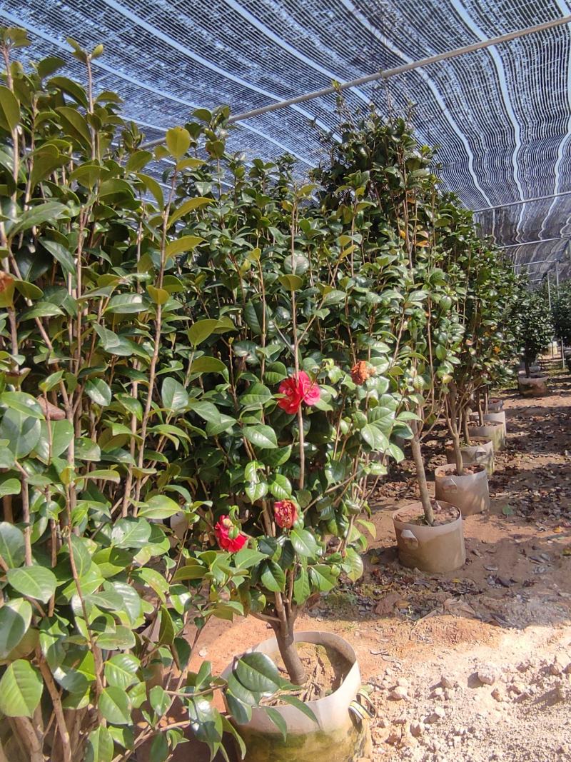 茶花1.5-3米
