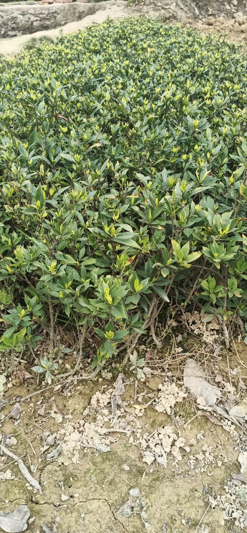 小叶桅子，开花正当时，叶片秀丽，还有花香，欢迎下单选购