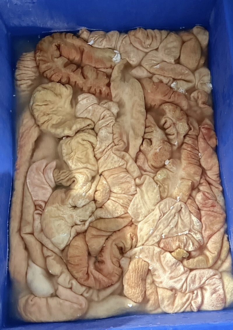 大肠