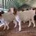 纯种波尔山羊羊苗种羊小羊羔怀孕母羊养殖场直发视频挑货