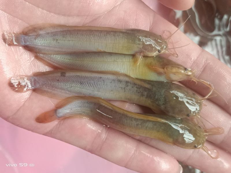 良种塘鲺苗快大三黄塘角鱼苗，生长速度快，杂交快大塘角鱼苗