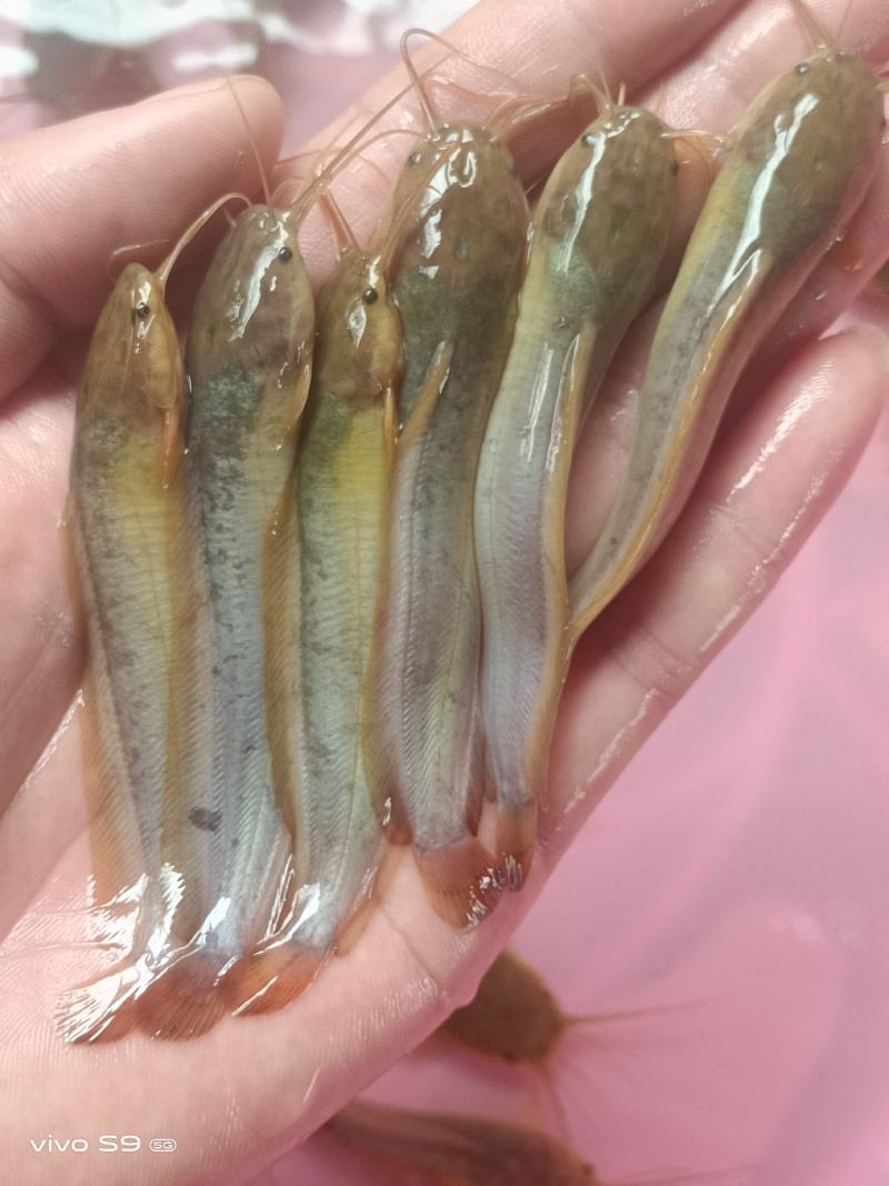 良种塘鲺苗快大三黄塘角鱼苗，生长速度快，杂交快大塘角鱼苗