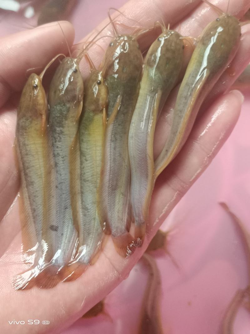 良种塘鲺苗快大三黄塘角鱼苗，生长速度快，杂交快大塘角鱼苗