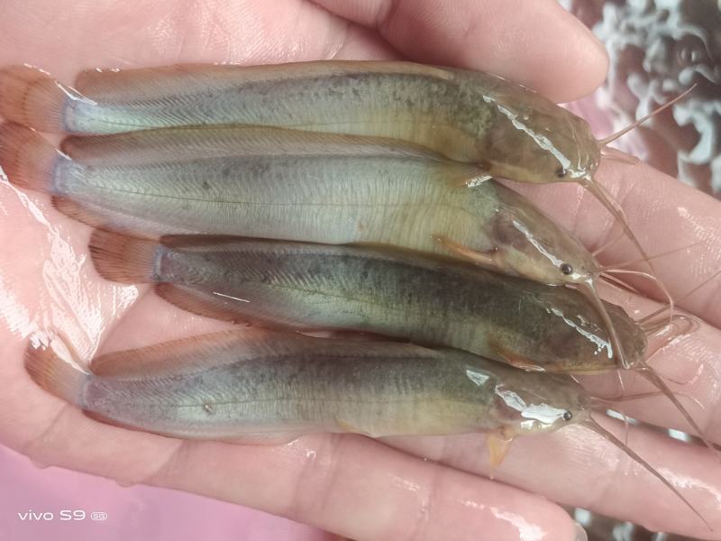 良种塘鲺苗快大三黄塘角鱼苗，生长速度快，杂交快大塘角鱼苗