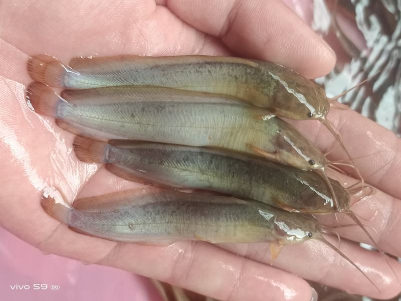 良种塘鲺苗快大三黄塘角鱼苗，生长速度快，杂交快大塘角鱼苗